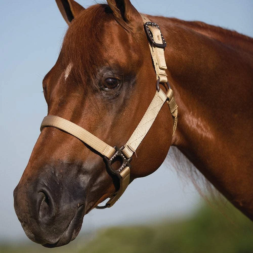 Mustang Antique Dot Halter 2 Mustang Antique Dot Halter - Image 2