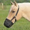 Cashel Company Grazing Muzzle Halter