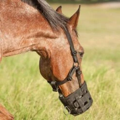 Cashel Company Grazing Muzzle Halter -Saddle Gear Pro Sales GMH 4
